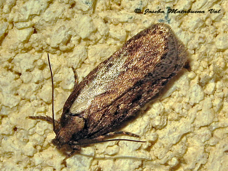 micro 6 - Depressaria sp., Elachistidae